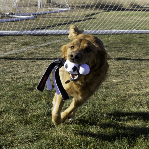 KONG Wubba Sport Football (Large)